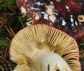 Russula_amethystina_bm7779