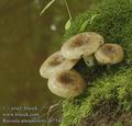 Russula_amoenolens_ab7544