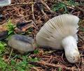 Russula_atroglauca_ce4605