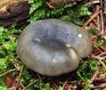 Russula_atroglauca_ce4610