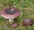 Russula_atropurpurea_ac8409