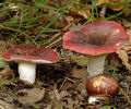 Russula_atropurpurea_ag2025