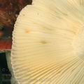 Russula_atropurpurea_ag2030