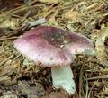 Russula_atrorubens_ac7442