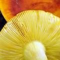 Russula_aurea_bh8088