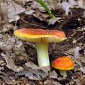 Russula_aurea_bh8443