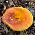 Russula_aurea_bh8447