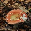 Russula_aurora_bo4433