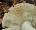 Russula_aurora_bo4439