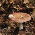 Russula_aurora_bo4441