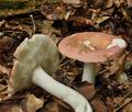 Russula_aurora_bo4447