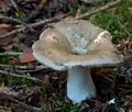 Russula_azurea_ce4963s