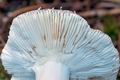 Russula_azurea_ce4986s