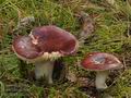 Russula_badia_bp1978