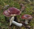 Russula_badia_bp1986