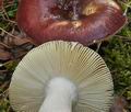 Russula_badia_bp1987