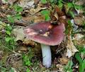 Russula_badia_bs7207