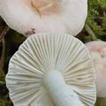 Russula_betularum_bo6965