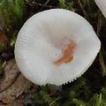 Russula_betularum_bo6968