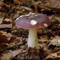 Russula_brunneoviolacea_al5936