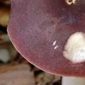 Russula_brunneoviolacea_al5940