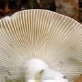 Russula_brunneoviolacea_al5942