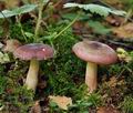 Russula_cavipes_bi5087