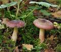 Russula_clavipes_bi5087