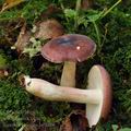 Russula_cavipes_bi5089