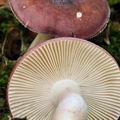 Russula_clavipes_bi5101