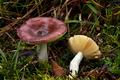 Russula_cessans_jf9154