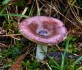 Russula_cessans_jf9163