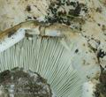 Russula_chloroides_ac8099