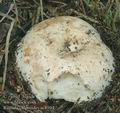 Russula_chloroides_ac8104