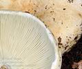 Russula_chloroides_bs6927