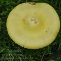 Russula_claroflava_al6128