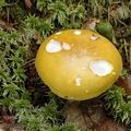 Russula_claroflava_al6139