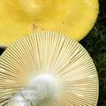 Russula_claroflava_al6143