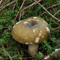 Russula_clavipes_bm7465