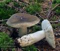 Russula_consobrina_bo6562