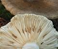 Russula_consobrina_bo6564