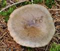 Russula_consobrina_bo6568