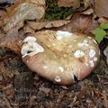 Russula_curtipes_al5946