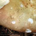 Russula_curtipes_al5957