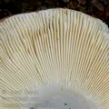 Russula_curtipes_al5960