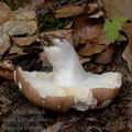 Russula_curtipes_al5966