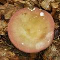 Russula_curtipes_bo7748