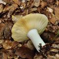 Russula_curtipes_bo7754