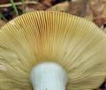 Russula_curtipes_bo7755