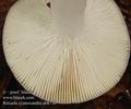 Russula_cyanoxantha_ab8716